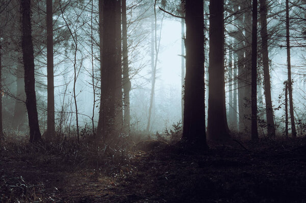 An atmospheric spooky forest on a misty day in winter. With trees silhouetted against the afternoon sun. Forest fo Dean, UK
