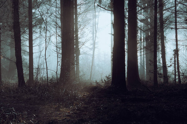 An atmospheric spooky forest on a misty day in winter. With trees silhouetted against the afternoon sun. Forest of Dean, UK