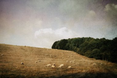 Yaz akşamında tarlada bir koyun sürüsü. Sanatsal bir düzenleme ile. Worcestershire, İngiltere