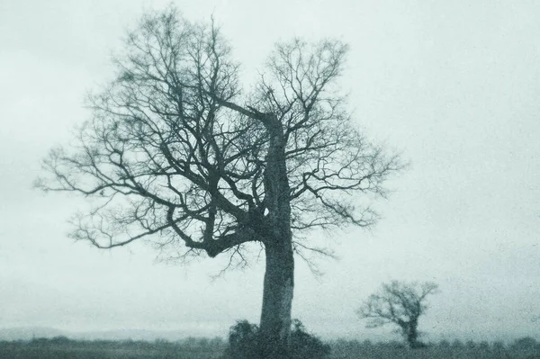 시골에 나무가 날씨가 겨울에 질감있는 가지고 — 스톡 사진