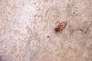 Tropikal ormanda şelale ve taş