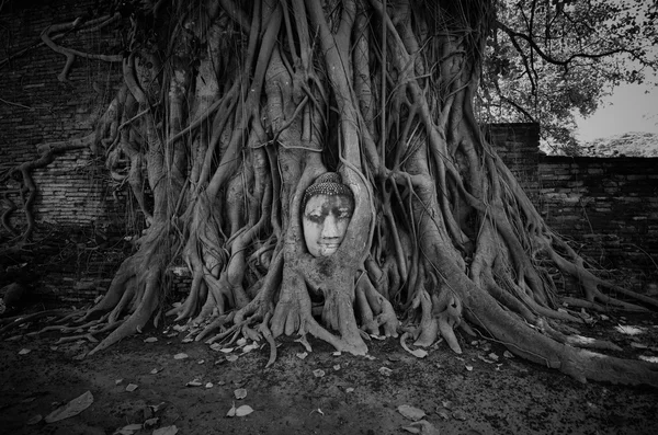 พระพุทธรูปหินทรายในรากต้นไม้ที่วัดมหาธาตุ — ภาพถ่ายสต็อก