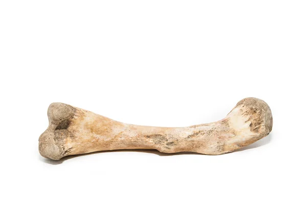 Bone on white background — Stock Photo, Image