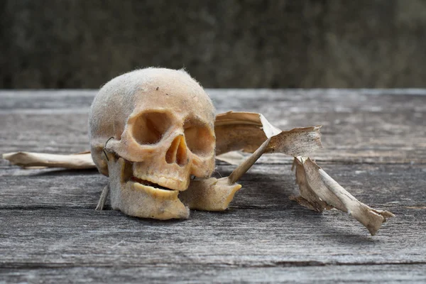 Still life with a human skull — Stock Photo, Image