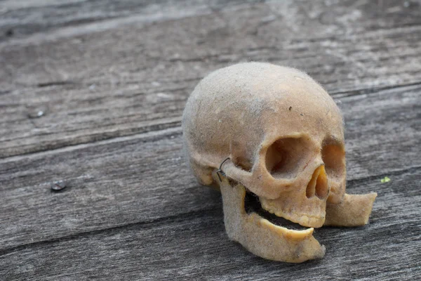 Still life with a human skull — Stock Photo, Image