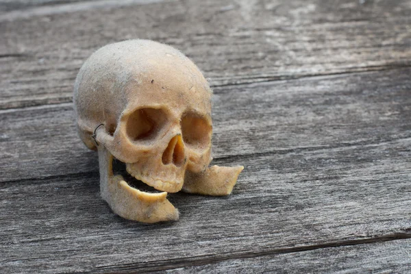 Still life with a human skull — Stock Photo, Image