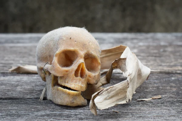 Still life with a human skull — Stock Photo, Image