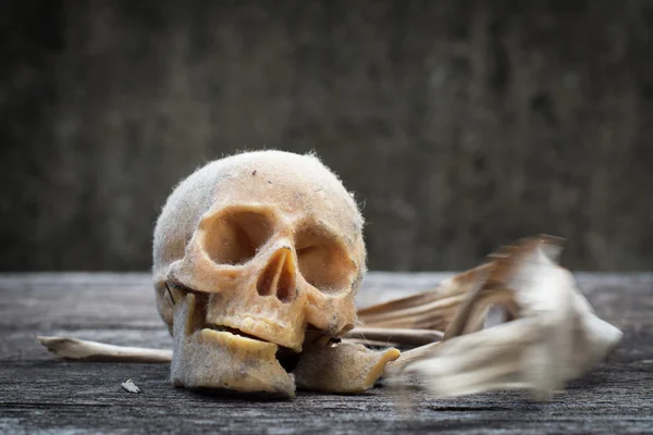 Natureza morta com um crânio humano — Fotografia de Stock