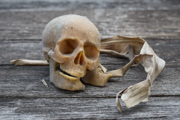Natureza morta com um crânio humano — Fotografia de Stock