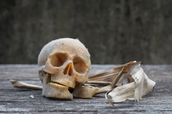 Still life with a human skull — Stock Photo, Image