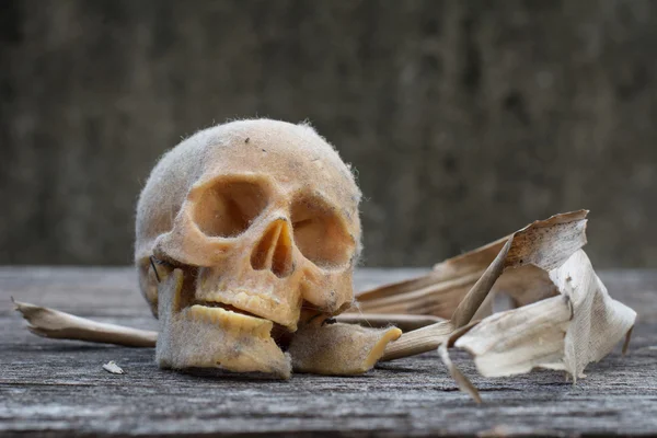 Natureza morta do crânio humano — Fotografia de Stock