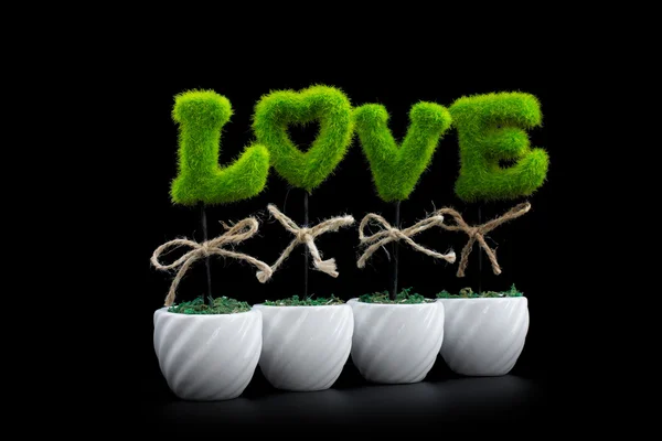 Love Plants in pot on Black background — Stock Photo, Image