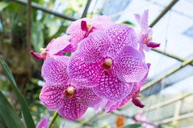 Pembe orkide güzel çiçekler