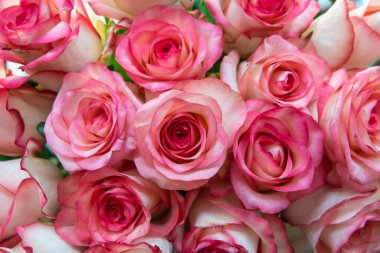 Çeşitli gül kafalar. Çeşitli yumuşak güller ve yapraklar eski bir arka plana saçılmış, tepeden bakıldığında