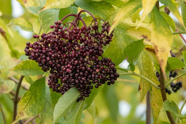 Δέσμες φρούτα μαύρο elderberry στον κήπο στο φως του ήλιου Sambucus nigra. Κοινά ονόματα: elder, black elder, European elder, European elderberry και European black elderberry. — Φωτογραφία Αρχείου
