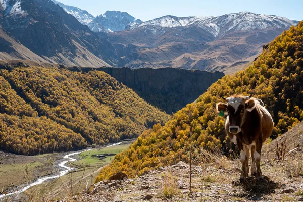 Vacas de montanha marrons que pastam em um pasto no Elbrus no verão. — Fotografia de Stock