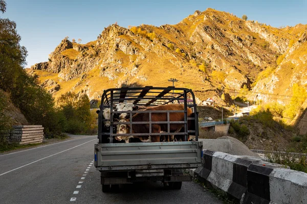 Transport von Tieren mit dem Auto in einem ländlichen Gebiet, ein Mann folgt den Kühen im Auto, das transportiert wird — Stockfoto