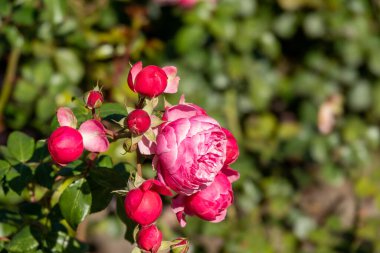 Gül bahçesinde açan kırmızı gül arka planda kırmızı güller