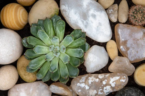 Disposizione Rettangolare Succulente Cactus Succulente Una Fioriera — Foto Stock