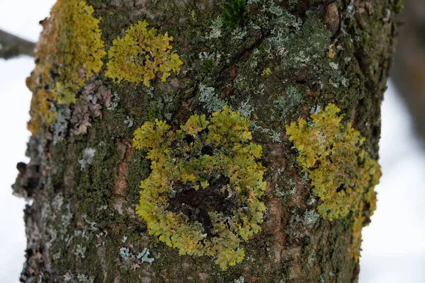 Κίτρινη Λειχήνα Στο Φλοιό Ενός Δέντρου Κορμός Δέντρου Επηρεασμένος Από — Φωτογραφία Αρχείου