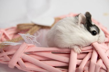 Beyaz arka planda talaş tozu yiyen Djungarian hamsterı