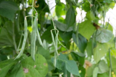 Yeşil tarlada soya fasulyesi