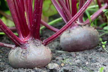Pancar yaprağı. Taze yeşil pancar kökü yaprakları veya pancar kökü tohumu. Yeşil pancar sırası organik çiftlikte büyür. Bahçe yatağında büyüyen pancar kökü yaprakları. Pancar yaprağı tarlası