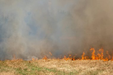 Orman yangını, orman yangını...
