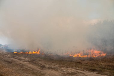 Orman yangını, orman yangını...