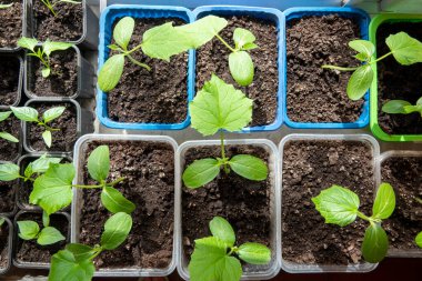 Pencerede acı ve tatlı biber tohumu