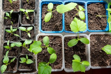 Pencerede acı ve tatlı biber tohumu