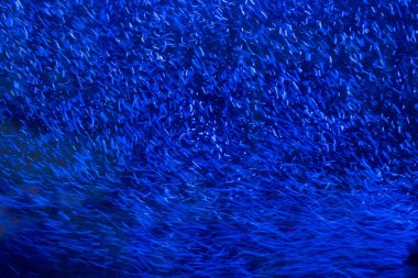 Mavi Şenlikli Noel soyut arka planında Bokeh ışıkları