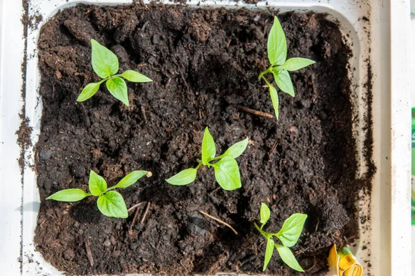 Fröplanta Bitter Paprika Fönstret — Stockfoto