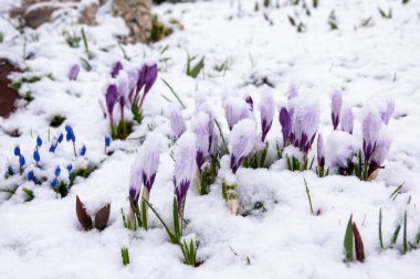 Bir arı, karda açan çiçeklere doğru uçar..