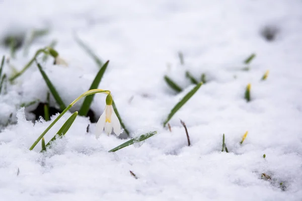 Una Abeja Vuela Hacia Las Prímulas Que Florecen Nieve — Foto de Stock