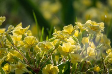 Papatya çiçekleri. Oxeye papatya, Leucanthemum vulgare, Papatya, Dox-eye, Common papatya, Dog Moon papatya