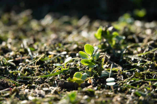 Muitas pequenas plantas de rabanete com gotas de água simetricamente colocadas nas folhas verdes, crescendo no solo em abril, jardinagem na primavera, close-up — Fotografia de Stock