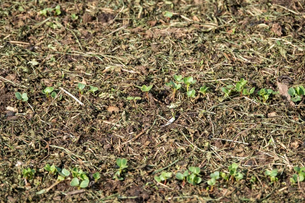 Muitas pequenas plantas de rabanete com gotas de água simetricamente colocadas nas folhas verdes, crescendo no solo em abril, jardinagem na primavera, close-up — Fotografia de Stock