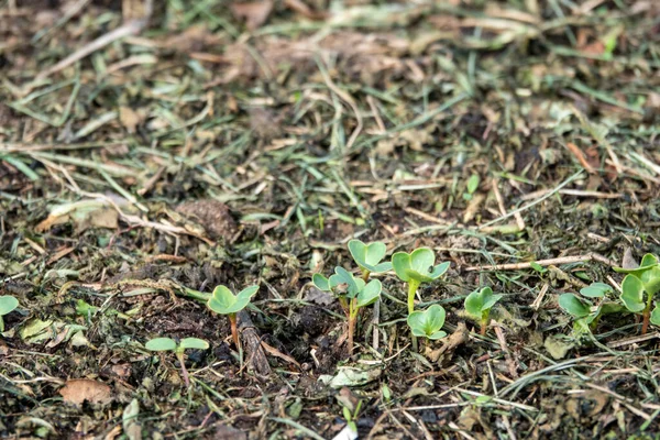 Muitas pequenas plantas de rabanete com gotas de água simetricamente colocadas nas folhas verdes, crescendo no solo em abril, jardinagem na primavera, close-up — Fotografia de Stock