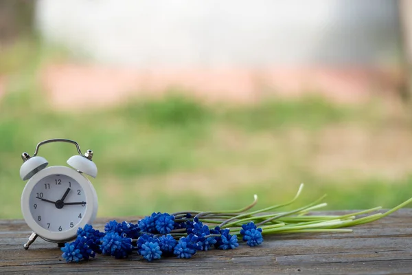 Muscari flower.Muscari armeniacum.Traubenhyazinthen .Muscari blüht in der warmen Sonne auf einem alten Holz verschwommen Gras Hintergrund. — Stockfoto