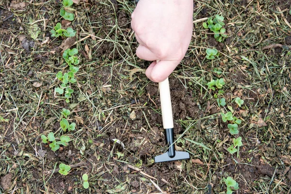 Mnoho malých ředkviček se symetricky umístěnými kapkami vody na zelených listech, rostoucích v dubnu v půdě, jarní zahradničení, detailní záběr — Stock fotografie