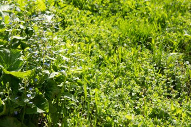 Çayır bitkisi arka planı: mavi küçük çiçekler - yakın-unutma-kapatma ve yeşil çimen. Sığ DOF