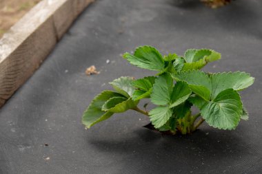 Fragaria vesca. Çilek. Doğanın güzel bitkisel soyut arka planı. Bahar manzarası. Çilek çalıları.