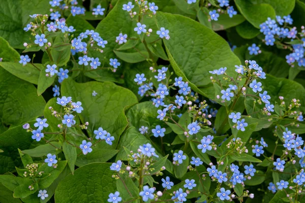 Äng växt bakgrund: blå små blommor - glöm mig inte närbild och grönt gräs. Grunt DOF — Stockfoto