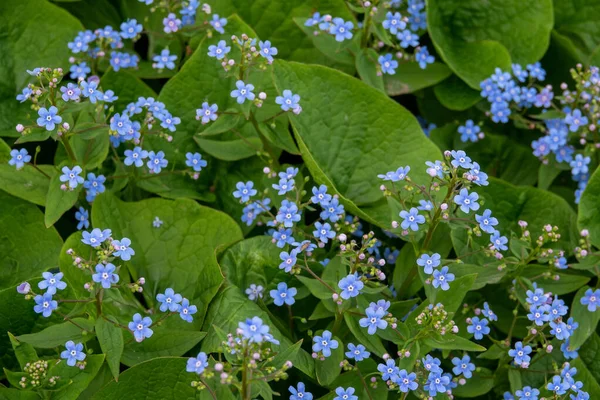 Λιβάδι φόντο των φυτών: μπλε μικρά λουλούδια - ξεχάστε-με-δεν κοντά και πράσινο γρασίδι. Ρηχό DOF — Φωτογραφία Αρχείου