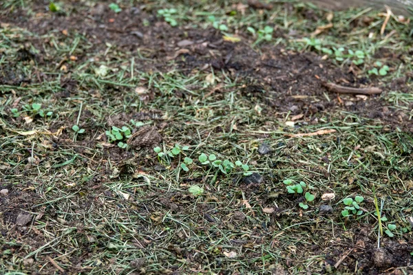 Muitas pequenas plantas de rabanete com gotas de água simetricamente colocadas nas folhas verdes, crescendo no solo em abril, jardinagem na primavera, close-up — Fotografia de Stock