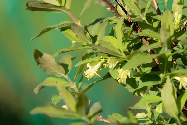 Mézeskalács a kerti lágy fókuszban. Virágok Lonicera Sempervirens, közös nevek mézszopó, európai mézszopó vagy erdei fenyő. — Stock Fotó