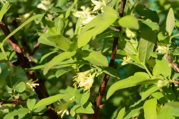 Madreselva en el jardín de enfoque suave. Flores Lonicera Sempervirens, nombres comunes madreselva común, madreselva europea o woodbine. — Foto de Stock