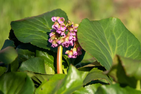 Bergenia Cordifolia Também Chamado Bergenia Crassifolia Badan Chá Siberiano Florescendo — Fotografia de Stock