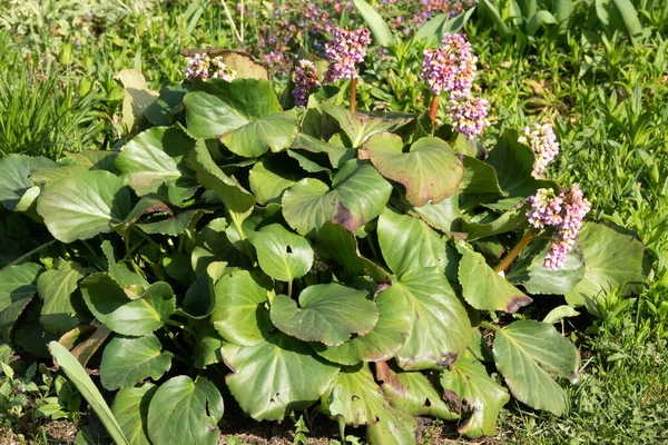 Bergenia Cordifolia Más Néven Bergenia Crassifolia Badan Szibériai Tea Virágzó — Stock Fotó